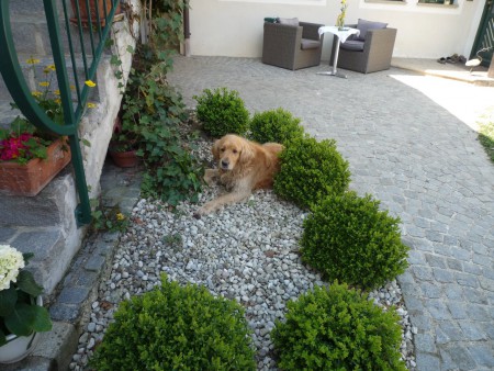 Hofhund